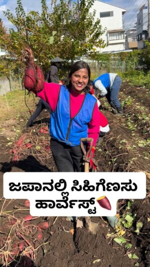 Shwetha Aradhya Instagram - ಜಪಾನಲ್ಲಿ ಸಿಹಿಗೆಣಸು ಹೇಗೆ ಹಾರ್ವೆಸ್ಟ್ ಮಾಡ್ತಾರೆ ನೋಡಿ Sweet Potato Harvesting experience in Japan 🍠
.
.
.
[sweet potato harvesting, Japanese farming, agriculture, kannadati in Japan, Karnataka, sweet potato Japan, farming life, autumn season, Japanese sweet potato, imo, farming vlog]

#sweetpotato #japanesesweetpotato #kannadareels