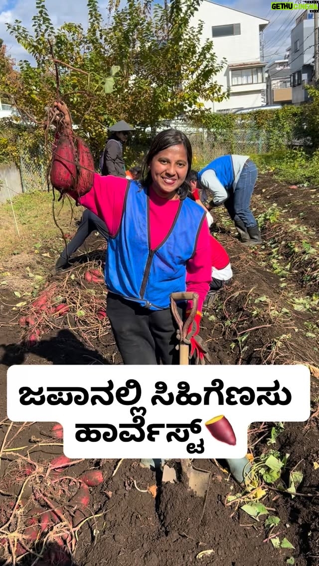 Shwetha Aradhya - 27K Likes - ಜಪಾನಲ್ಲಿ ಸಿಹಿಗೆಣಸು ಹೇಗೆ ಹಾರ್ವೆಸ್ಟ್ ಮಾಡ್ತಾರೆ ನೋಡಿ Sweet Potato Harvesting experience in Japan 🍠
.
.
.
[sweet potato harvesting, Japanese farming, agriculture, kannadati in Japan, Karnataka, sweet potato Japan, farming life, autumn season, Japanese sweet potato, imo, farming vlog]

#sweetpotato #japanesesweetpotato #kannadareels