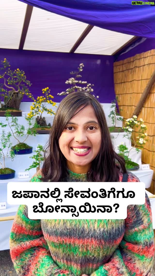 Shwetha Aradhya - 17K Likes - ಜಪಾನಿನ ಸೇವಂತಿಗೆ ಬೋನ್ಸಾಯಿನಾ ನೀವು ನೋಡಲೇಬೇಕು Chrysanthemum Bonsai in Japan 🌼
.
.
.
#chrysanthemum #bonsai #japanflowers #kannadatiinjapan #kannadareels #karnataka #loveflowers #japaneseculture