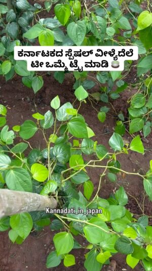 Shwetha Aradhya Instagram - ನಮ್ಮ ಕರ್ನಾಟಕದ ವೀಳ್ಯೆದೆಲೆ ಟೀ ಟ್ರೈ ಮಾಡಿ Karnataka’s Special betel leaf tea - A must try 🍵
.
.
.
Betel leaf isn’t just for paan, it makes an amazing herbal tea that’s refreshing and full of health benefits. Rich in antioxidants, great for digestion, and surprisingly delicious as tea. 

You can order here👇
Website: Betelo.in
