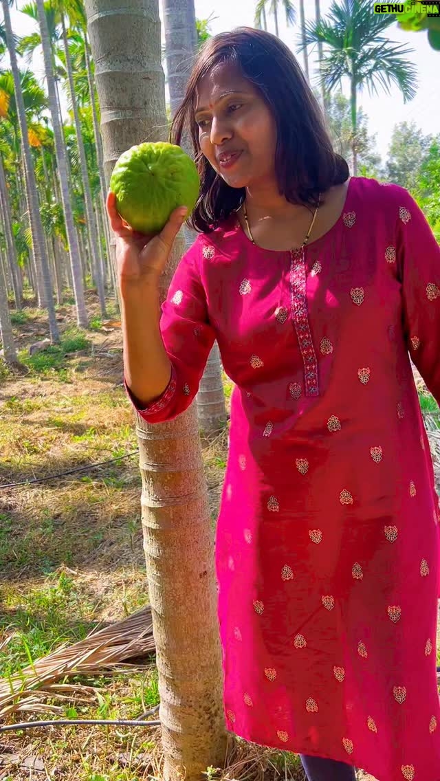 Shwetha Aradhya - 34.5K Likes - ಅಡಿಕೆ ತೋಟದಲ್ಲಿ ವಿವಿಧ ಹಣ್ಣಿನ ಗಿಡಗಳು- ಸಾವಯವ  ಕೃಷಿ
.
.
.
#organicfarming #karnataka #chickmagaluru #kannadatiinjapan #kannadareels