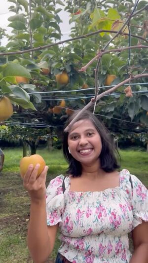 Shwetha Aradhya Instagram - ಜಪಾನಲ್ಲಿ ಮರಸೇಬಿನ ತೋಟ Pear picking in Japan🍐
.
.
.

I visited Matsudo in Japan to experience pear picking🍐for the first time. The orchards here are so beautifully maintained, with rows of pear trees full of ripe, juicy fruits. I got to pick the pears straight from the tree, feeling the freshness and sweetness in every bite✨

A big thank you to the Matsudo Takumi group for making this experience so memorable and welcoming💛

📍Location: Matsudo, Chiba prefecture, Japan

Best season: August to October 

If you ever get a chance to visit Matsudo, pear picking here is definitely a must-try activity.