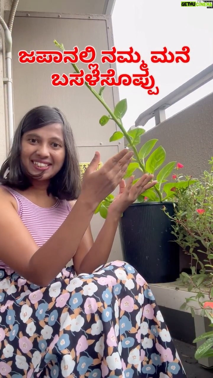 Shwetha Aradhya - 45.1K Likes - ಜಪಾನಲ್ಲಿ ನಮ್ಮ ಬಾಲ್ಕನಿಯಲ್ಲಿ ಬೆಳೆದ  ಬಸಳೆ ಸೊಪ್ಪು🌿
