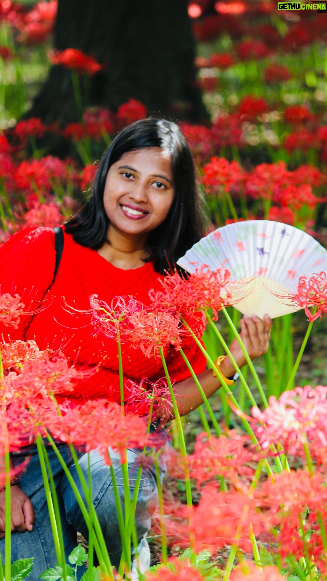 Shwetha Aradhya - 13.3K Likes - ಜಪಾನಿನ ರೈತರ ಗುಟ್ಟು ಈ ಕೆಂಪು ಹೂವು Higanbana Red spider Lily viewing🌸 日本の彼岸花の季節
.
.
.
The breathtaking red spider lilies, known as Higanbana in Japan, are in full bloom at Murakami Green Space Park. Beyond their beauty, these flowers have a unique purpose. they are planted around rice fields to protect crops from animals, thanks to their natural toxicity. A perfect blend of nature’s beauty and wisdom🌾🌸

📍Location: Murakami green space Park, Chiba 

⏰Best time to visit: late September to mid October 

#higanbana #autumn #japantravel #kannadareels #farmers #ricefield  #demonslayer #muzan