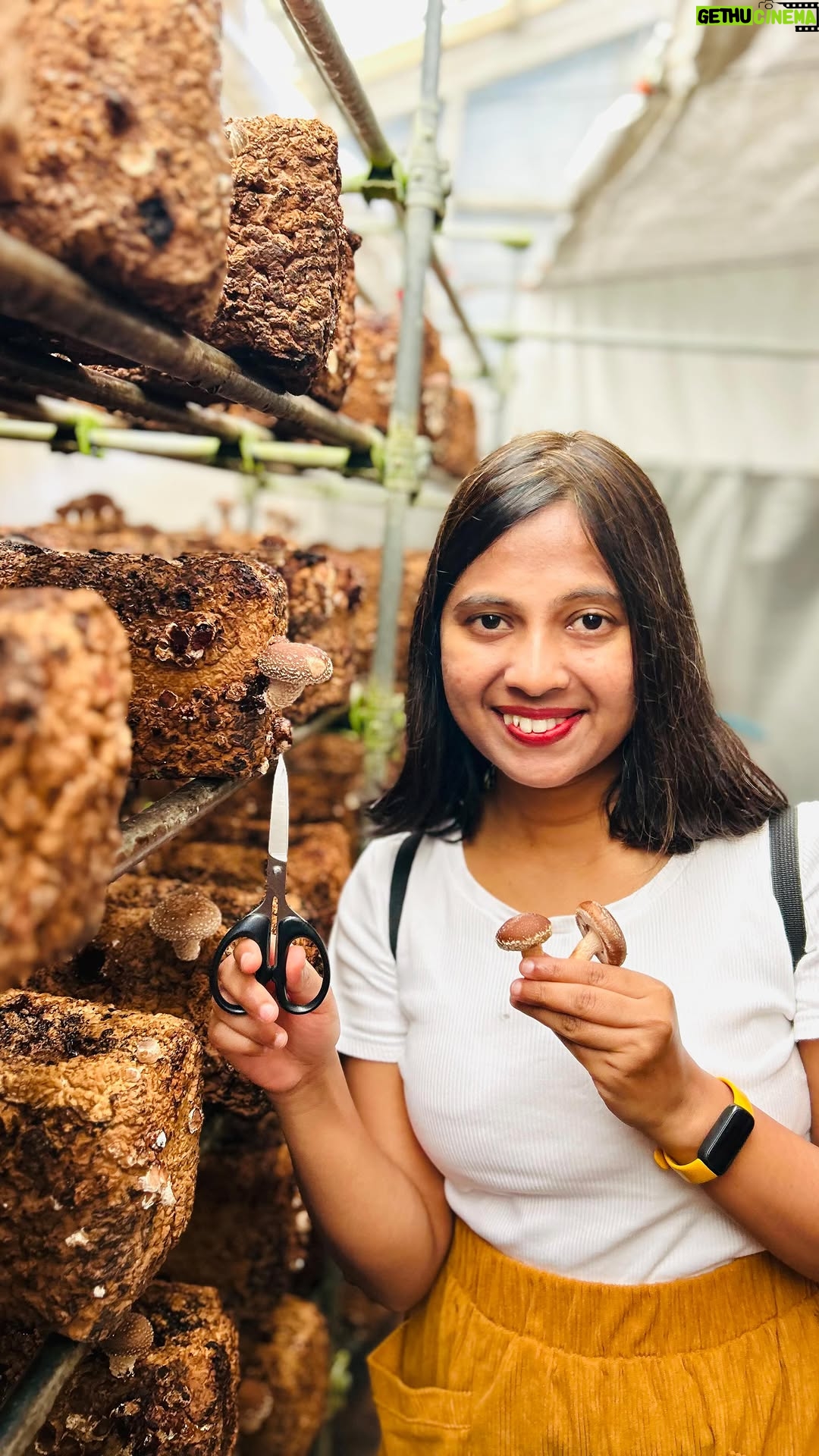Shwetha Aradhya - 22.4K Likes - ಜಪಾನಲ್ಲಿ ಅಣಬೆ ಕೃಷಿ ಮಾಡುವ ವಿಧಾನ
.
.
.
#farming #mushroomfarm #shiitake #mushroomfarmer #kannadatiinjapan #kannadareels #farmerslife
