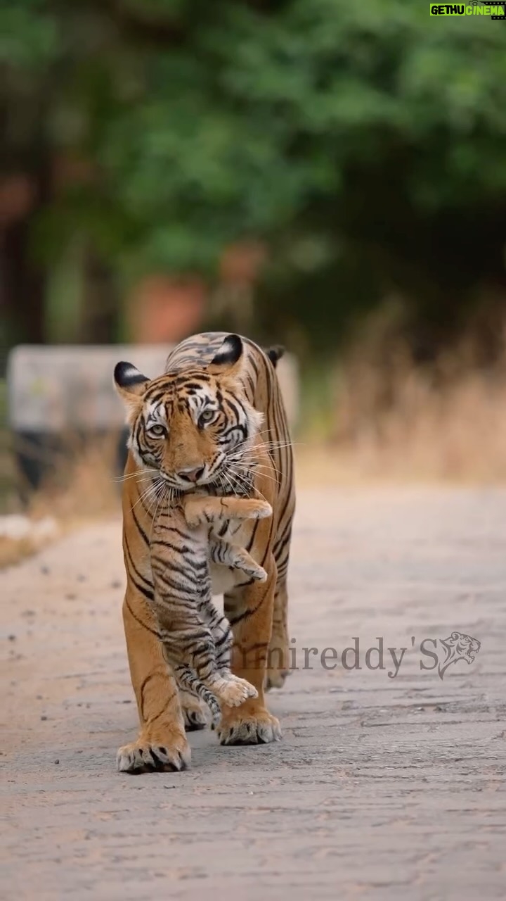 Sri Sudha Bhimireddy - 4.5K Likes - On the occasion of WORLD PHOTOGRAPHY DAY, 
Sharing my one of the most memorable moments that happened in my favourite place of INDIA….

No doubt it’s #ranthambhore national park..

 Capturing the moments that words can’t express
 And this video shows it alll…..❤️
CELEBRATING the art of photography today and everyday