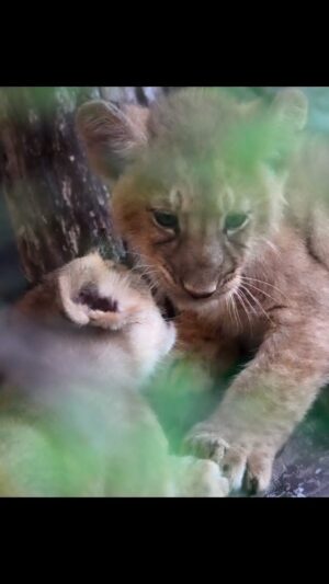 Sri Sudha Bhimireddy Instagram - Cubs are always adorable … 

#sasangir🦁❤️ #girnational #girnationalparkgujarat #gujarat