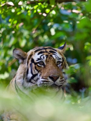 Sri Sudha Bhimireddy Instagram - Winters are always special with sunlight beam rays passing through the thin lines of hopes …….
🥰❤️🐅🐯🐯🐅❤️