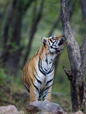 Sri Sudha Bhimireddy Instagram - Winters are always special with sunlight beam rays passing through the thin lines of hopes …….
🥰❤️🐅🐯🐯🐅❤️