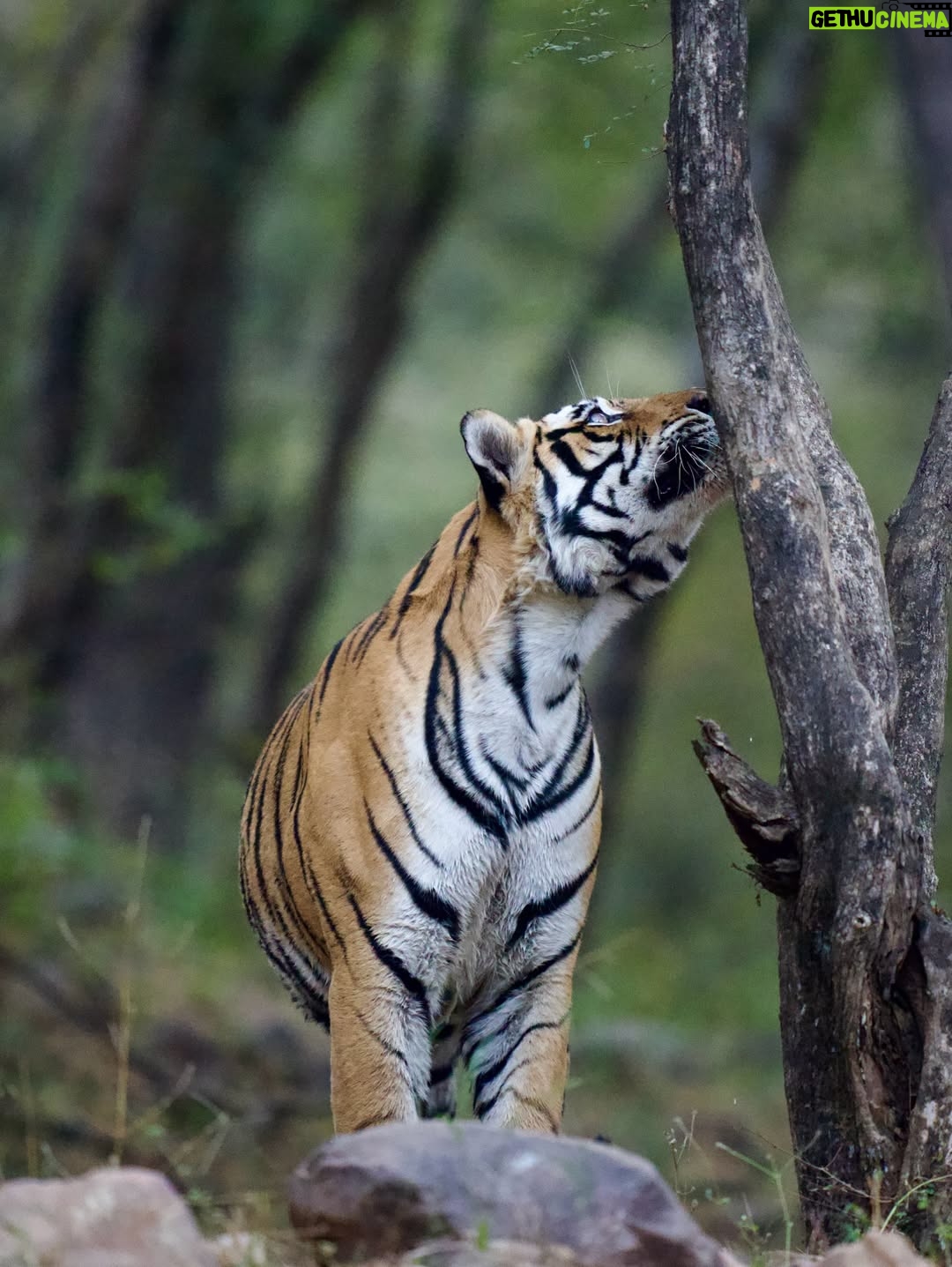 Sri Sudha Bhimireddy - 876 Likes - Winters are always special with sunlight beam rays passing through the thin lines of hopes …….
🥰❤️🐅🐯🐯🐅❤️