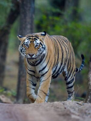 Sri Sudha Bhimireddy Instagram - Winters are always special with sunlight beam rays passing through the thin lines of hopes …….
🥰❤️🐅🐯🐯🐅❤️