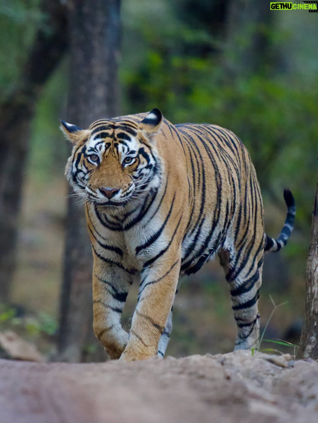 Sri Sudha Bhimireddy - 876 Likes - Winters are always special with sunlight beam rays passing through the thin lines of hopes …….
🥰❤️🐅🐯🐯🐅❤️