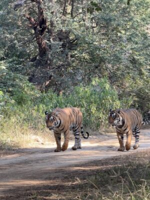 Sri Sudha Bhimireddy Instagram - Winters are always special with sunlight beam rays passing through the thin lines of hopes …….
🥰❤️🐅🐯🐯🐅❤️