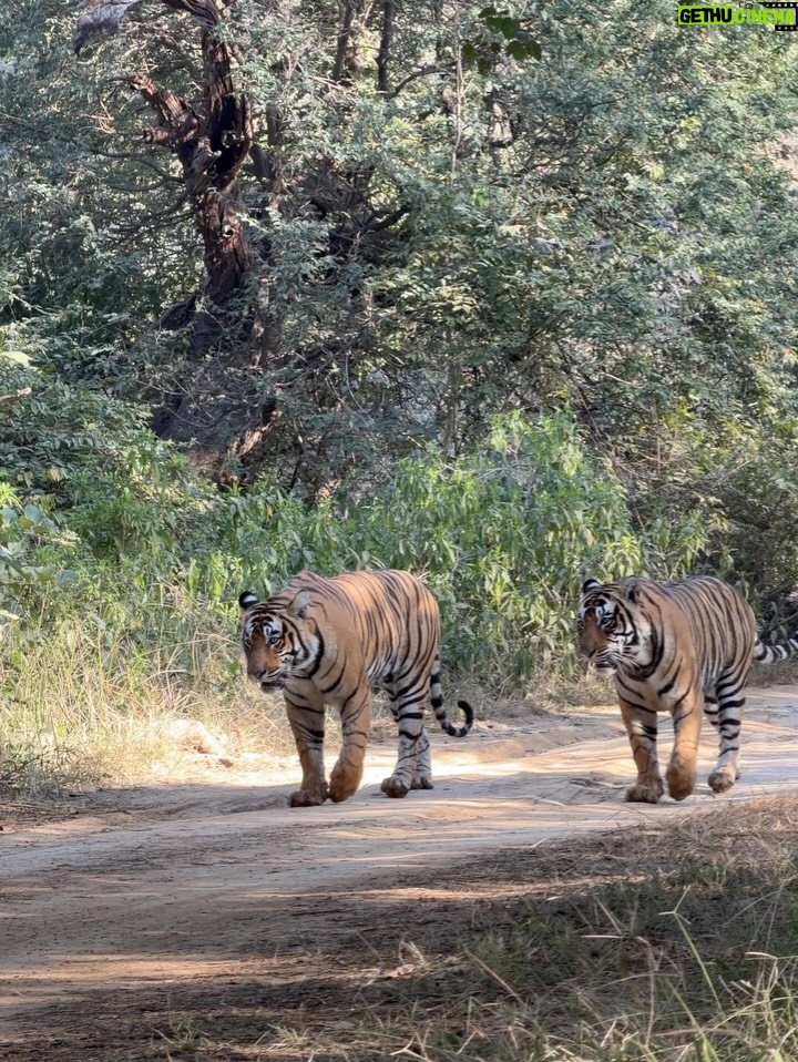 Sri Sudha Bhimireddy - 876 Likes - Winters are always special with sunlight beam rays passing through the thin lines of hopes …….
🥰❤️🐅🐯🐯🐅❤️