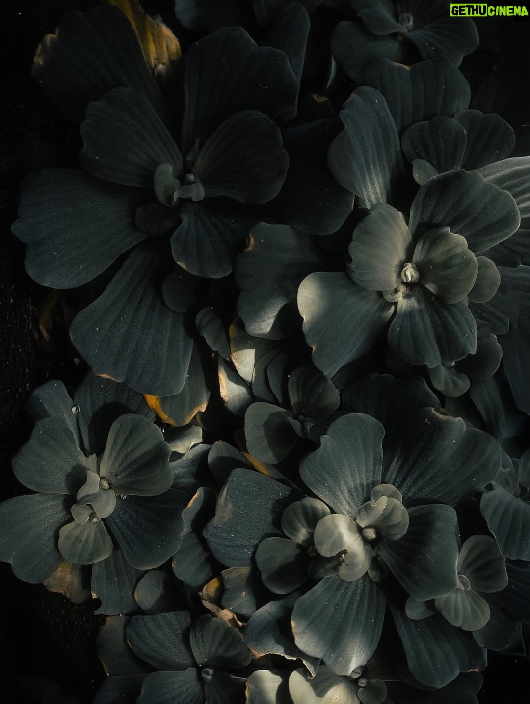 Sushmitha Bhat - 24.9K Likes - With @irst_photography, through the deep dark valley of thoughts 🍂