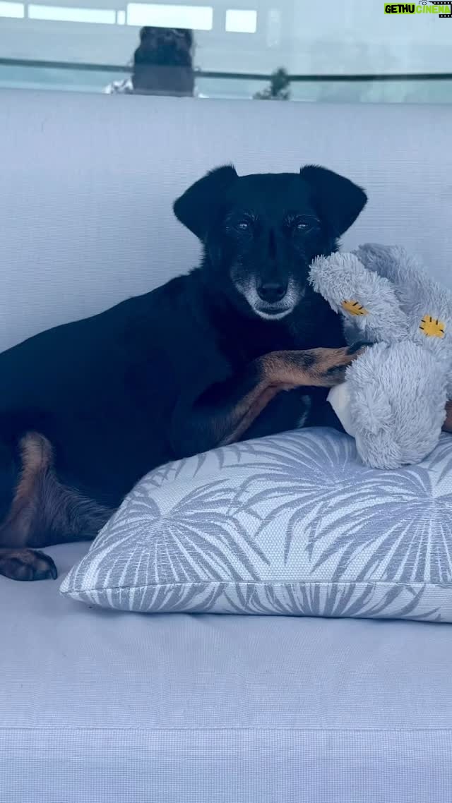 Suzanne Paul - 85 Likes - Merry Christmas from Matty and his new teddy 🎄🎅🏽