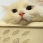 Taemi