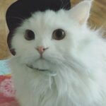 Taemi