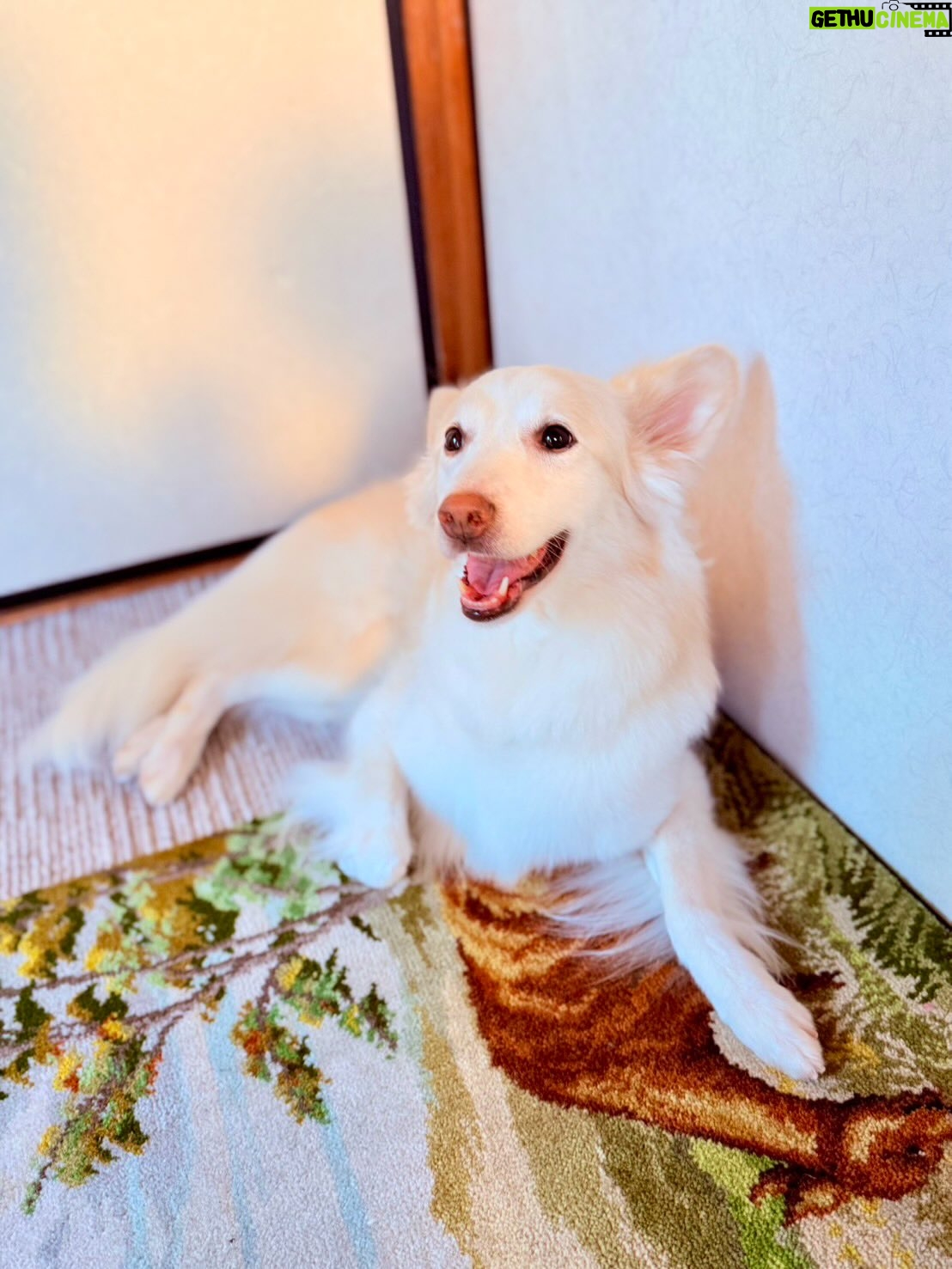 Tamaki Shiratori - 10.3K Likes - ⁡
⁡
大、大、大好きなぼくたちん家アニマルズ！！
⁡
初めはどう接したらいいか分からなくて、
嫌なこともしちゃったかもしれないけど、
最後はちょっとだけ心の距離が縮まったと思います！！
たくさんの宝物をありがとうございました！
いつまでも君たちのことを忘れません。
じゃあね🫶🏻
⁡
@zoo_pr 

#くろべぇ
#ミック
#にぼし
#ぼくたちん家