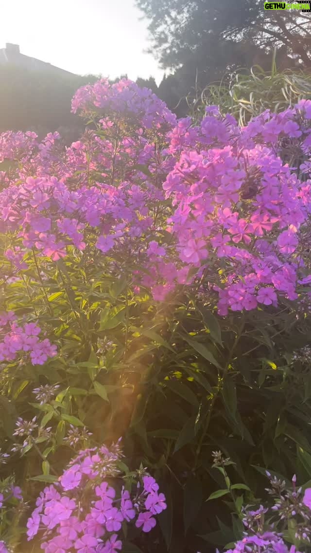 Tamara Arciuch - 1.1K Likes - Ogród Mojej 83 letniej Mamy zasługuje na osobną rolkę. Zgadzacie się?
#ogród 
#flowers 
#raj 
#dom