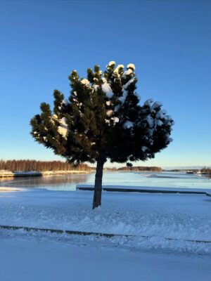 Titti Schultz Instagram - Jag vill bara komma ihåg det här när jag är tillbaka i Stockholm och det är grått och smutsigt. 
Svajpa för mycket härlighet. ❄️❄️❄️