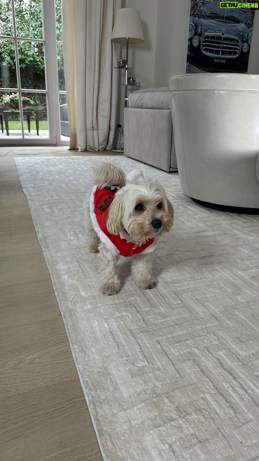 Veronica Ferres - 2.4K Likes - Weihnachten ohne Dresscode? Keine Chance. 😌

Bei uns wird jeder festlich angezogen – wirklich jeder. 🐶 😁

#christmas #dresscode #weihnachtspulli