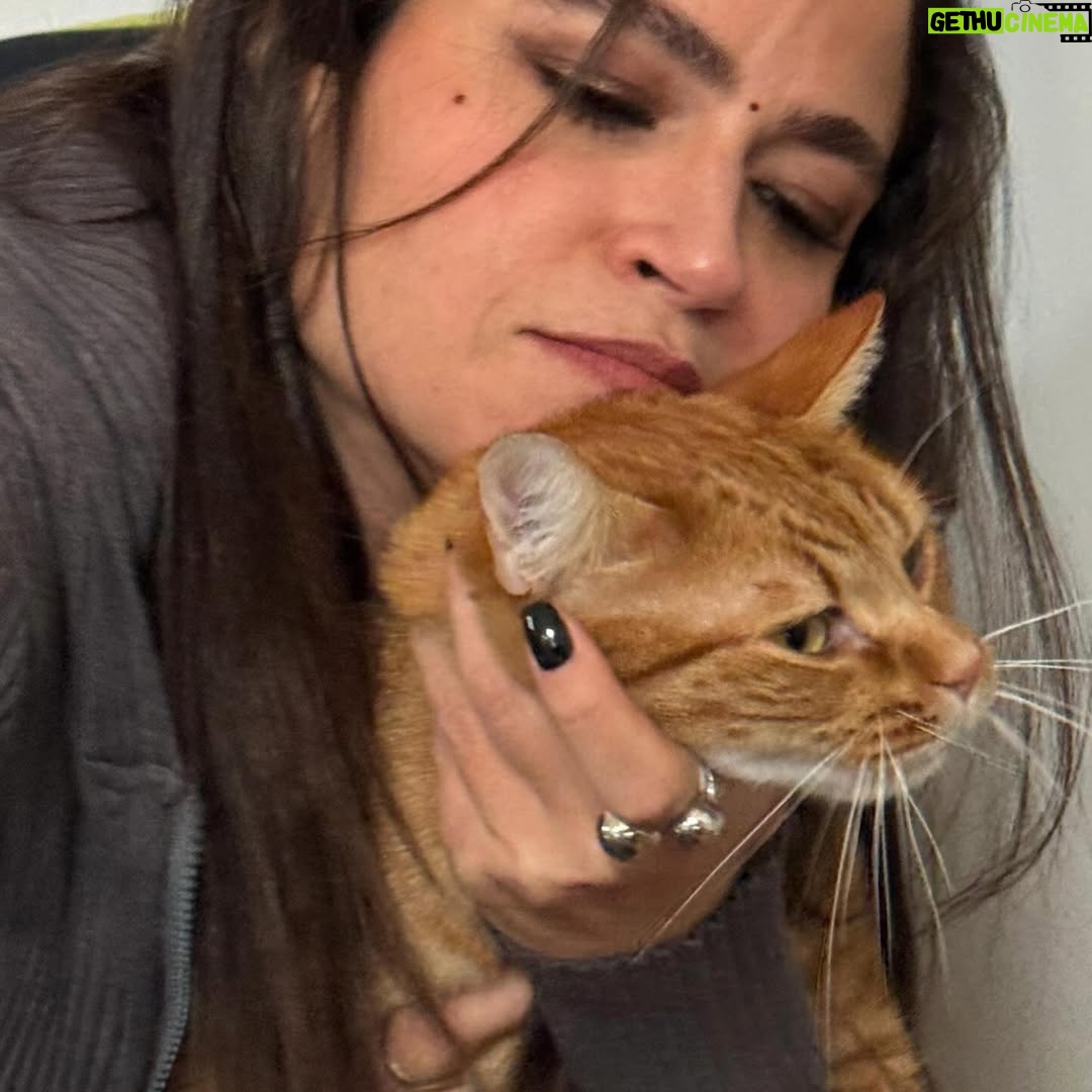 Veronica Gentili - 9.5K Likes - Questo è quello che succede ad un’inguaribile ottimista che dopo cinque anni ancora crede di potersi fare una foto con Palmiro. 
(Nessun gatto è stato maltrattato per la NON realizzazione di queste foto. Non si può affermare altrettanto dell’incauta genitrice)