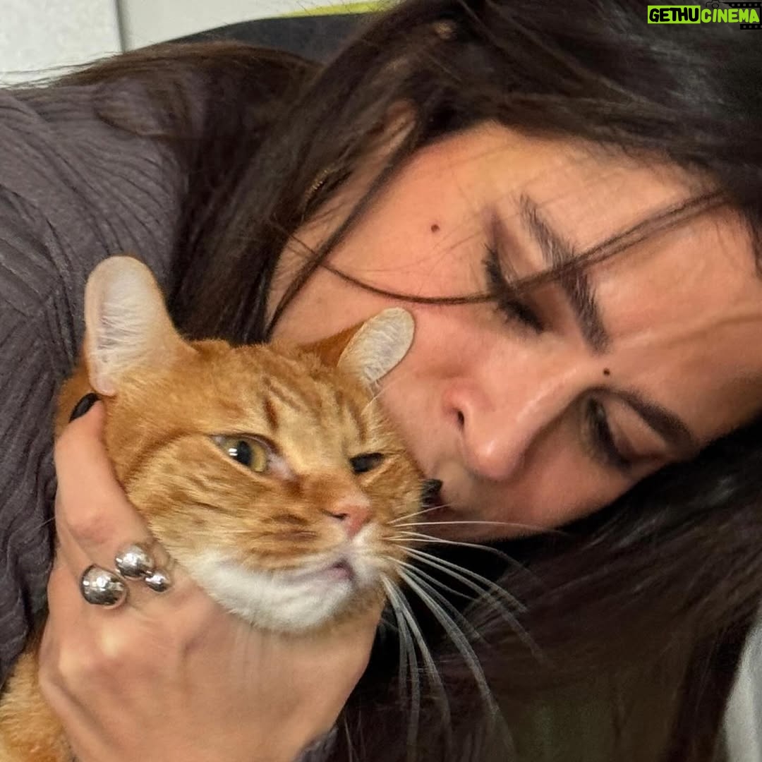 Veronica Gentili - 9.5K Likes - Questo è quello che succede ad un’inguaribile ottimista che dopo cinque anni ancora crede di potersi fare una foto con Palmiro. 
(Nessun gatto è stato maltrattato per la NON realizzazione di queste foto. Non si può affermare altrettanto dell’incauta genitrice)