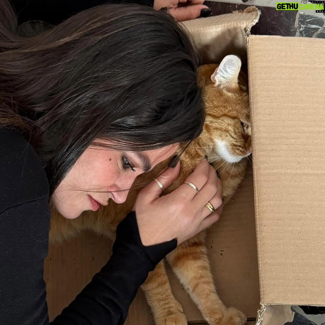 Veronica Gentili - 9.5K Likes - Questo è quello che succede ad un’inguaribile ottimista che dopo cinque anni ancora crede di potersi fare una foto con Palmiro. 
(Nessun gatto è stato maltrattato per la NON realizzazione di queste foto. Non si può affermare altrettanto dell’incauta genitrice)