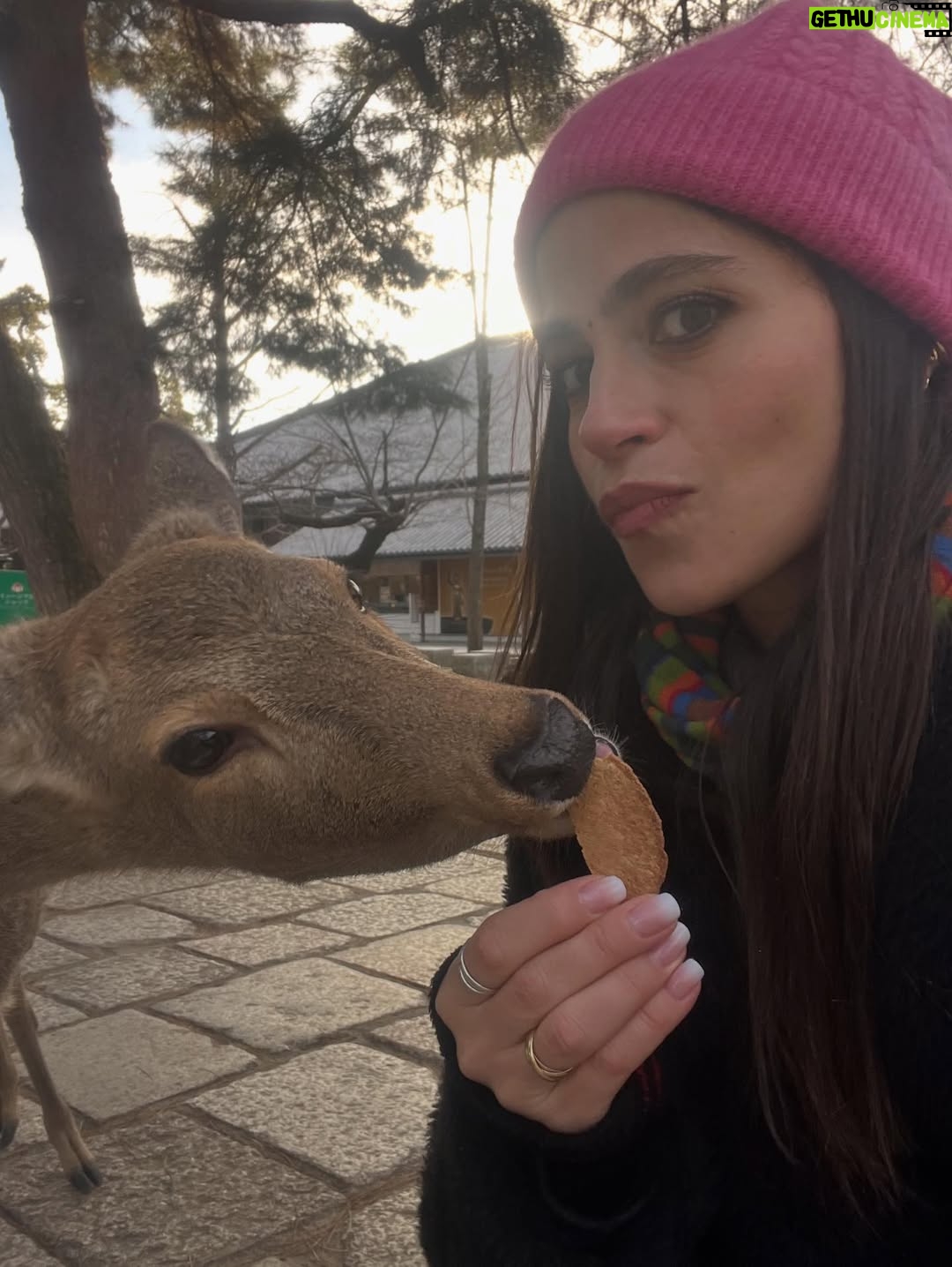 Veronica Gentili - 9.2K Likes - Oggi sono stata a Nara, antica capitale del Giappone, a mezzora di treno da Kyoto e considerata la culla della cultura giapponese. 
Purtroppo però tutto questo, nella mia gerarchia, è immediatamente passato in secondo piano di fronte agli occhioni dei cervi che passeggiano liberi a spasso per il parco e che ti vengono incontro per fare amicizia ( sí lo so che vogliono le gallette di riso, di cui chiaramente mi sono subito munita, ma d’altronde in quale amicizia non è richiesto un po’ di sano do ut des?! ). 
Nel parco ci sono 1200 esemplari sparsi che se ne vanno in giro tra la gente. Tutti i giapponesi e i turisti che sono lì per visitare il Tempio Todaji, dove pregare o ammirare il Grande Buddha, finiscono irretiti da questi Bambi che scorrazzano dappertutto, finendo quasi per dimenticarsi dove stavano andando. Io poi, che ve lo dico a fare. 
La cosa fantastica è che i piccoli seduttori hanno imparato a fare l’inchino per ringraziare, quindi, se per caso tu non ti fossi già squagliato così, ti vengono incontro e si profondono in riverenze. A breve mi aspetto che imparino anche a rispondere ‘arigatou gozaimasu’ ad ogni morso di galletta. 
Dall’interno del tempio, dai suoi 15 metri di altezza, Buddha sorride sotto i baffi e aspetta che la parentesi cervi si concluda spontaneamente. 
Pare venga da qui la proverbiale calma buddhista.