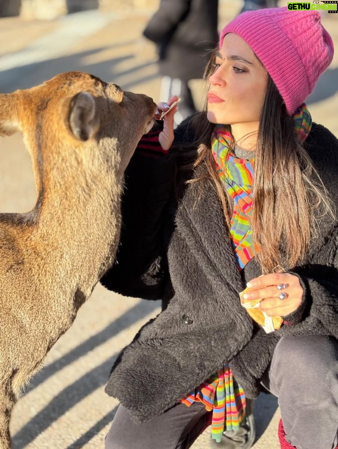 Veronica Gentili - 9.2K Likes - Oggi sono stata a Nara, antica capitale del Giappone, a mezzora di treno da Kyoto e considerata la culla della cultura giapponese. 
Purtroppo però tutto questo, nella mia gerarchia, è immediatamente passato in secondo piano di fronte agli occhioni dei cervi che passeggiano liberi a spasso per il parco e che ti vengono incontro per fare amicizia ( sí lo so che vogliono le gallette di riso, di cui chiaramente mi sono subito munita, ma d’altronde in quale amicizia non è richiesto un po’ di sano do ut des?! ). 
Nel parco ci sono 1200 esemplari sparsi che se ne vanno in giro tra la gente. Tutti i giapponesi e i turisti che sono lì per visitare il Tempio Todaji, dove pregare o ammirare il Grande Buddha, finiscono irretiti da questi Bambi che scorrazzano dappertutto, finendo quasi per dimenticarsi dove stavano andando. Io poi, che ve lo dico a fare. 
La cosa fantastica è che i piccoli seduttori hanno imparato a fare l’inchino per ringraziare, quindi, se per caso tu non ti fossi già squagliato così, ti vengono incontro e si profondono in riverenze. A breve mi aspetto che imparino anche a rispondere ‘arigatou gozaimasu’ ad ogni morso di galletta. 
Dall’interno del tempio, dai suoi 15 metri di altezza, Buddha sorride sotto i baffi e aspetta che la parentesi cervi si concluda spontaneamente. 
Pare venga da qui la proverbiale calma buddhista.