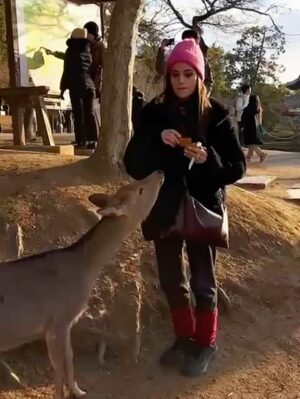 Veronica Gentili Instagram - Oggi sono stata a Nara, antica capitale del Giappone, a mezzora di treno da Kyoto e considerata la culla della cultura giapponese. 
Purtroppo però tutto questo, nella mia gerarchia, è immediatamente passato in secondo piano di fronte agli occhioni dei cervi che passeggiano liberi a spasso per il parco e che ti vengono incontro per fare amicizia ( sí lo so che vogliono le gallette di riso, di cui chiaramente mi sono subito munita, ma d’altronde in quale amicizia non è richiesto un po’ di sano do ut des?! ). 
Nel parco ci sono 1200 esemplari sparsi che se ne vanno in giro tra la gente. Tutti i giapponesi e i turisti che sono lì per visitare il Tempio Todaji, dove pregare o ammirare il Grande Buddha, finiscono irretiti da questi Bambi che scorrazzano dappertutto, finendo quasi per dimenticarsi dove stavano andando. Io poi, che ve lo dico a fare. 
La cosa fantastica è che i piccoli seduttori hanno imparato a fare l’inchino per ringraziare, quindi, se per caso tu non ti fossi già squagliato così, ti vengono incontro e si profondono in riverenze. A breve mi aspetto che imparino anche a rispondere ‘arigatou gozaimasu’ ad ogni morso di galletta. 
Dall’interno del tempio, dai suoi 15 metri di altezza, Buddha sorride sotto i baffi e aspetta che la parentesi cervi si concluda spontaneamente. 
Pare venga da qui la proverbiale calma buddhista.