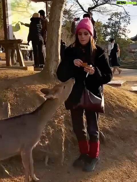 Veronica Gentili - 9.2K Likes - Oggi sono stata a Nara, antica capitale del Giappone, a mezzora di treno da Kyoto e considerata la culla della cultura giapponese. 
Purtroppo però tutto questo, nella mia gerarchia, è immediatamente passato in secondo piano di fronte agli occhioni dei cervi che passeggiano liberi a spasso per il parco e che ti vengono incontro per fare amicizia ( sí lo so che vogliono le gallette di riso, di cui chiaramente mi sono subito munita, ma d’altronde in quale amicizia non è richiesto un po’ di sano do ut des?! ). 
Nel parco ci sono 1200 esemplari sparsi che se ne vanno in giro tra la gente. Tutti i giapponesi e i turisti che sono lì per visitare il Tempio Todaji, dove pregare o ammirare il Grande Buddha, finiscono irretiti da questi Bambi che scorrazzano dappertutto, finendo quasi per dimenticarsi dove stavano andando. Io poi, che ve lo dico a fare. 
La cosa fantastica è che i piccoli seduttori hanno imparato a fare l’inchino per ringraziare, quindi, se per caso tu non ti fossi già squagliato così, ti vengono incontro e si profondono in riverenze. A breve mi aspetto che imparino anche a rispondere ‘arigatou gozaimasu’ ad ogni morso di galletta. 
Dall’interno del tempio, dai suoi 15 metri di altezza, Buddha sorride sotto i baffi e aspetta che la parentesi cervi si concluda spontaneamente. 
Pare venga da qui la proverbiale calma buddhista.