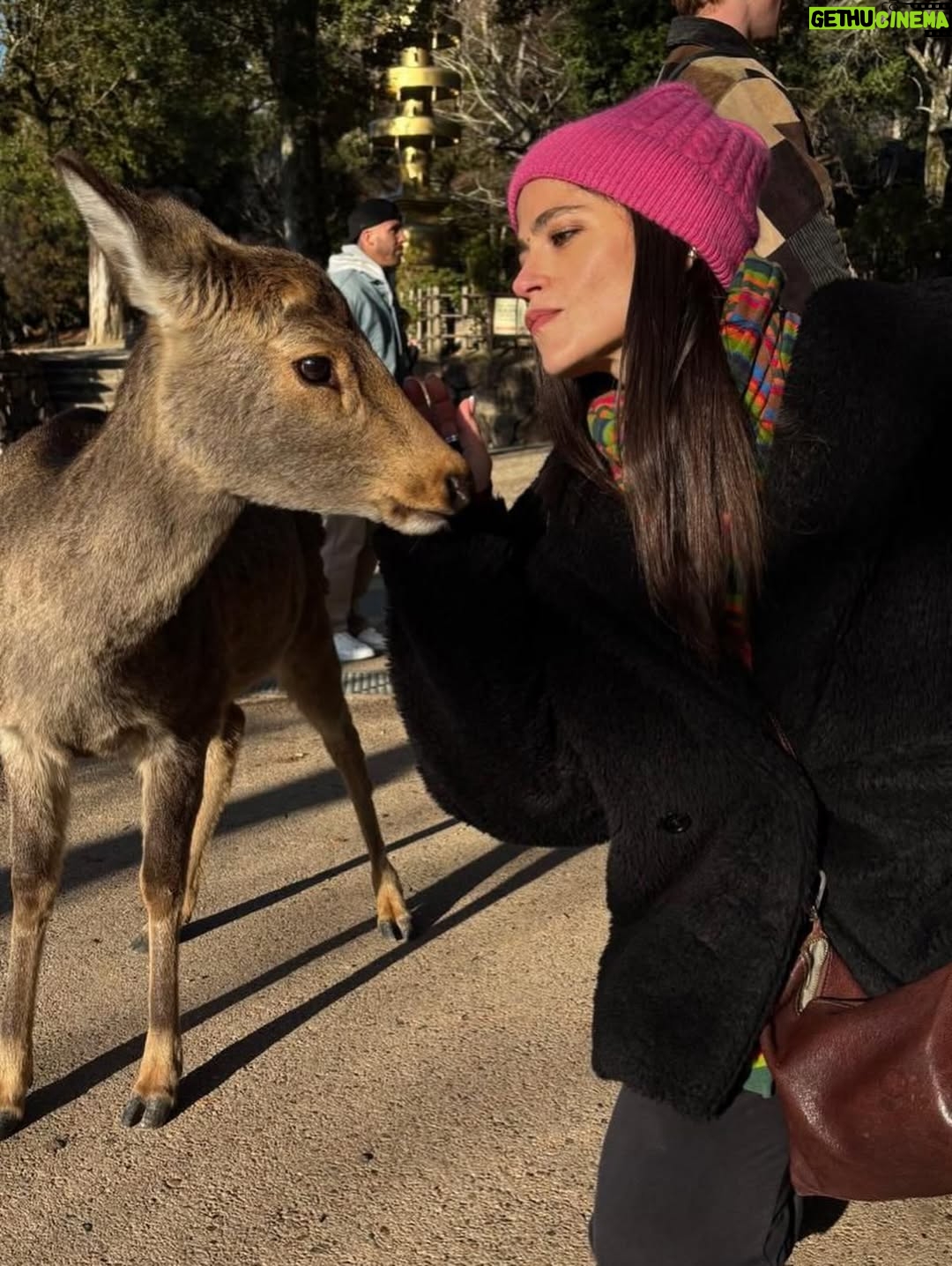 Veronica Gentili - 9.2K Likes - Oggi sono stata a Nara, antica capitale del Giappone, a mezzora di treno da Kyoto e considerata la culla della cultura giapponese. 
Purtroppo però tutto questo, nella mia gerarchia, è immediatamente passato in secondo piano di fronte agli occhioni dei cervi che passeggiano liberi a spasso per il parco e che ti vengono incontro per fare amicizia ( sí lo so che vogliono le gallette di riso, di cui chiaramente mi sono subito munita, ma d’altronde in quale amicizia non è richiesto un po’ di sano do ut des?! ). 
Nel parco ci sono 1200 esemplari sparsi che se ne vanno in giro tra la gente. Tutti i giapponesi e i turisti che sono lì per visitare il Tempio Todaji, dove pregare o ammirare il Grande Buddha, finiscono irretiti da questi Bambi che scorrazzano dappertutto, finendo quasi per dimenticarsi dove stavano andando. Io poi, che ve lo dico a fare. 
La cosa fantastica è che i piccoli seduttori hanno imparato a fare l’inchino per ringraziare, quindi, se per caso tu non ti fossi già squagliato così, ti vengono incontro e si profondono in riverenze. A breve mi aspetto che imparino anche a rispondere ‘arigatou gozaimasu’ ad ogni morso di galletta. 
Dall’interno del tempio, dai suoi 15 metri di altezza, Buddha sorride sotto i baffi e aspetta che la parentesi cervi si concluda spontaneamente. 
Pare venga da qui la proverbiale calma buddhista.