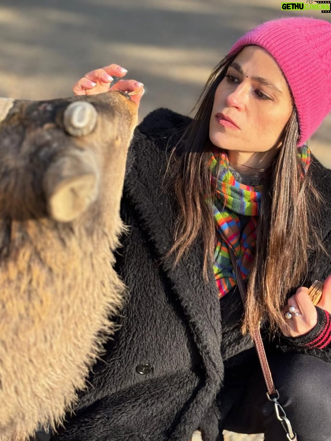 Veronica Gentili - 9.2K Likes - Oggi sono stata a Nara, antica capitale del Giappone, a mezzora di treno da Kyoto e considerata la culla della cultura giapponese. 
Purtroppo però tutto questo, nella mia gerarchia, è immediatamente passato in secondo piano di fronte agli occhioni dei cervi che passeggiano liberi a spasso per il parco e che ti vengono incontro per fare amicizia ( sí lo so che vogliono le gallette di riso, di cui chiaramente mi sono subito munita, ma d’altronde in quale amicizia non è richiesto un po’ di sano do ut des?! ). 
Nel parco ci sono 1200 esemplari sparsi che se ne vanno in giro tra la gente. Tutti i giapponesi e i turisti che sono lì per visitare il Tempio Todaji, dove pregare o ammirare il Grande Buddha, finiscono irretiti da questi Bambi che scorrazzano dappertutto, finendo quasi per dimenticarsi dove stavano andando. Io poi, che ve lo dico a fare. 
La cosa fantastica è che i piccoli seduttori hanno imparato a fare l’inchino per ringraziare, quindi, se per caso tu non ti fossi già squagliato così, ti vengono incontro e si profondono in riverenze. A breve mi aspetto che imparino anche a rispondere ‘arigatou gozaimasu’ ad ogni morso di galletta. 
Dall’interno del tempio, dai suoi 15 metri di altezza, Buddha sorride sotto i baffi e aspetta che la parentesi cervi si concluda spontaneamente. 
Pare venga da qui la proverbiale calma buddhista.