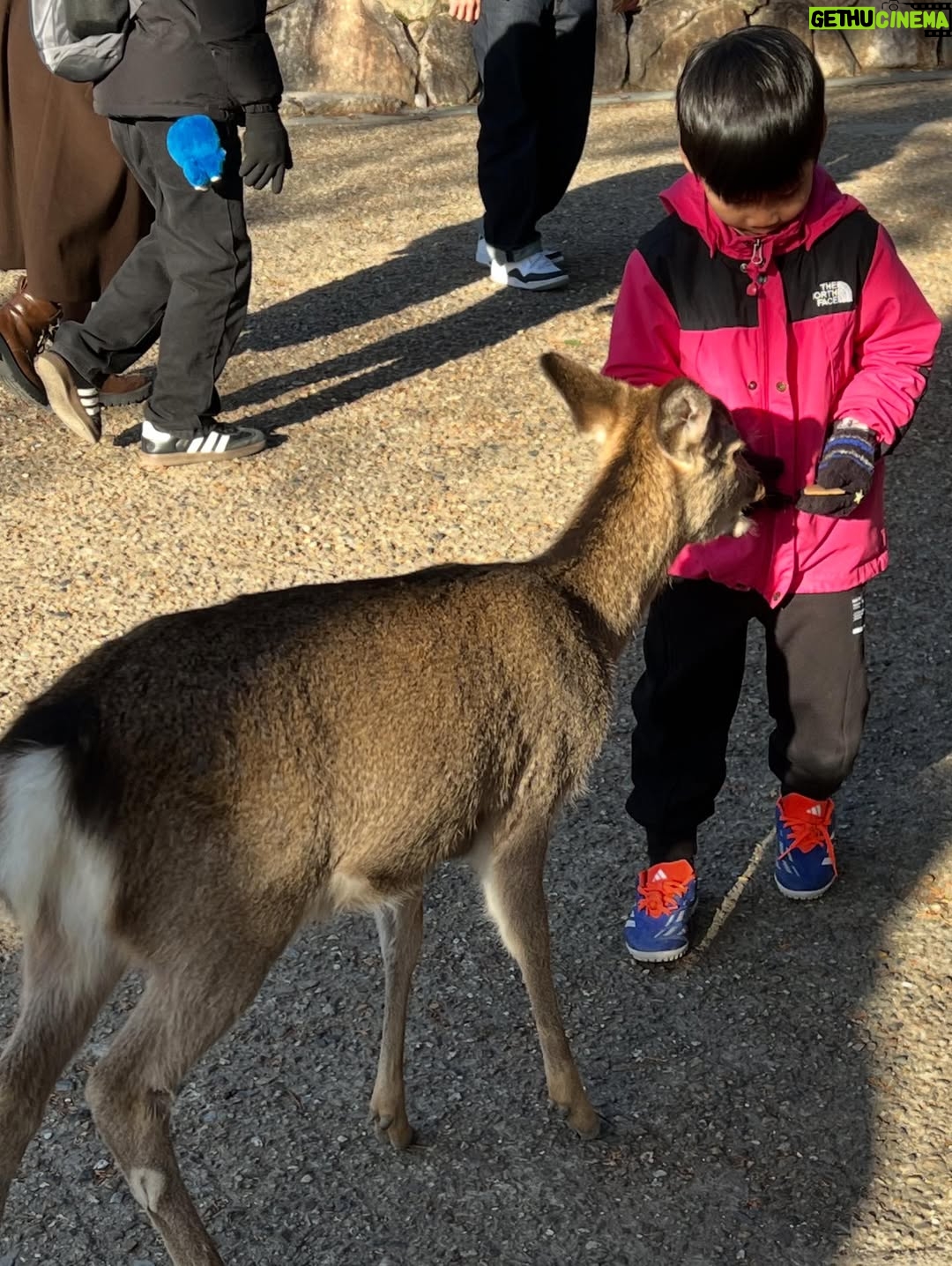 Veronica Gentili - 9.2K Likes - Oggi sono stata a Nara, antica capitale del Giappone, a mezzora di treno da Kyoto e considerata la culla della cultura giapponese. 
Purtroppo però tutto questo, nella mia gerarchia, è immediatamente passato in secondo piano di fronte agli occhioni dei cervi che passeggiano liberi a spasso per il parco e che ti vengono incontro per fare amicizia ( sí lo so che vogliono le gallette di riso, di cui chiaramente mi sono subito munita, ma d’altronde in quale amicizia non è richiesto un po’ di sano do ut des?! ). 
Nel parco ci sono 1200 esemplari sparsi che se ne vanno in giro tra la gente. Tutti i giapponesi e i turisti che sono lì per visitare il Tempio Todaji, dove pregare o ammirare il Grande Buddha, finiscono irretiti da questi Bambi che scorrazzano dappertutto, finendo quasi per dimenticarsi dove stavano andando. Io poi, che ve lo dico a fare. 
La cosa fantastica è che i piccoli seduttori hanno imparato a fare l’inchino per ringraziare, quindi, se per caso tu non ti fossi già squagliato così, ti vengono incontro e si profondono in riverenze. A breve mi aspetto che imparino anche a rispondere ‘arigatou gozaimasu’ ad ogni morso di galletta. 
Dall’interno del tempio, dai suoi 15 metri di altezza, Buddha sorride sotto i baffi e aspetta che la parentesi cervi si concluda spontaneamente. 
Pare venga da qui la proverbiale calma buddhista.