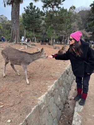 Veronica Gentili Instagram - Oggi sono stata a Nara, antica capitale del Giappone, a mezzora di treno da Kyoto e considerata la culla della cultura giapponese. 
Purtroppo però tutto questo, nella mia gerarchia, è immediatamente passato in secondo piano di fronte agli occhioni dei cervi che passeggiano liberi a spasso per il parco e che ti vengono incontro per fare amicizia ( sí lo so che vogliono le gallette di riso, di cui chiaramente mi sono subito munita, ma d’altronde in quale amicizia non è richiesto un po’ di sano do ut des?! ). 
Nel parco ci sono 1200 esemplari sparsi che se ne vanno in giro tra la gente. Tutti i giapponesi e i turisti che sono lì per visitare il Tempio Todaji, dove pregare o ammirare il Grande Buddha, finiscono irretiti da questi Bambi che scorrazzano dappertutto, finendo quasi per dimenticarsi dove stavano andando. Io poi, che ve lo dico a fare. 
La cosa fantastica è che i piccoli seduttori hanno imparato a fare l’inchino per ringraziare, quindi, se per caso tu non ti fossi già squagliato così, ti vengono incontro e si profondono in riverenze. A breve mi aspetto che imparino anche a rispondere ‘arigatou gozaimasu’ ad ogni morso di galletta. 
Dall’interno del tempio, dai suoi 15 metri di altezza, Buddha sorride sotto i baffi e aspetta che la parentesi cervi si concluda spontaneamente. 
Pare venga da qui la proverbiale calma buddhista.