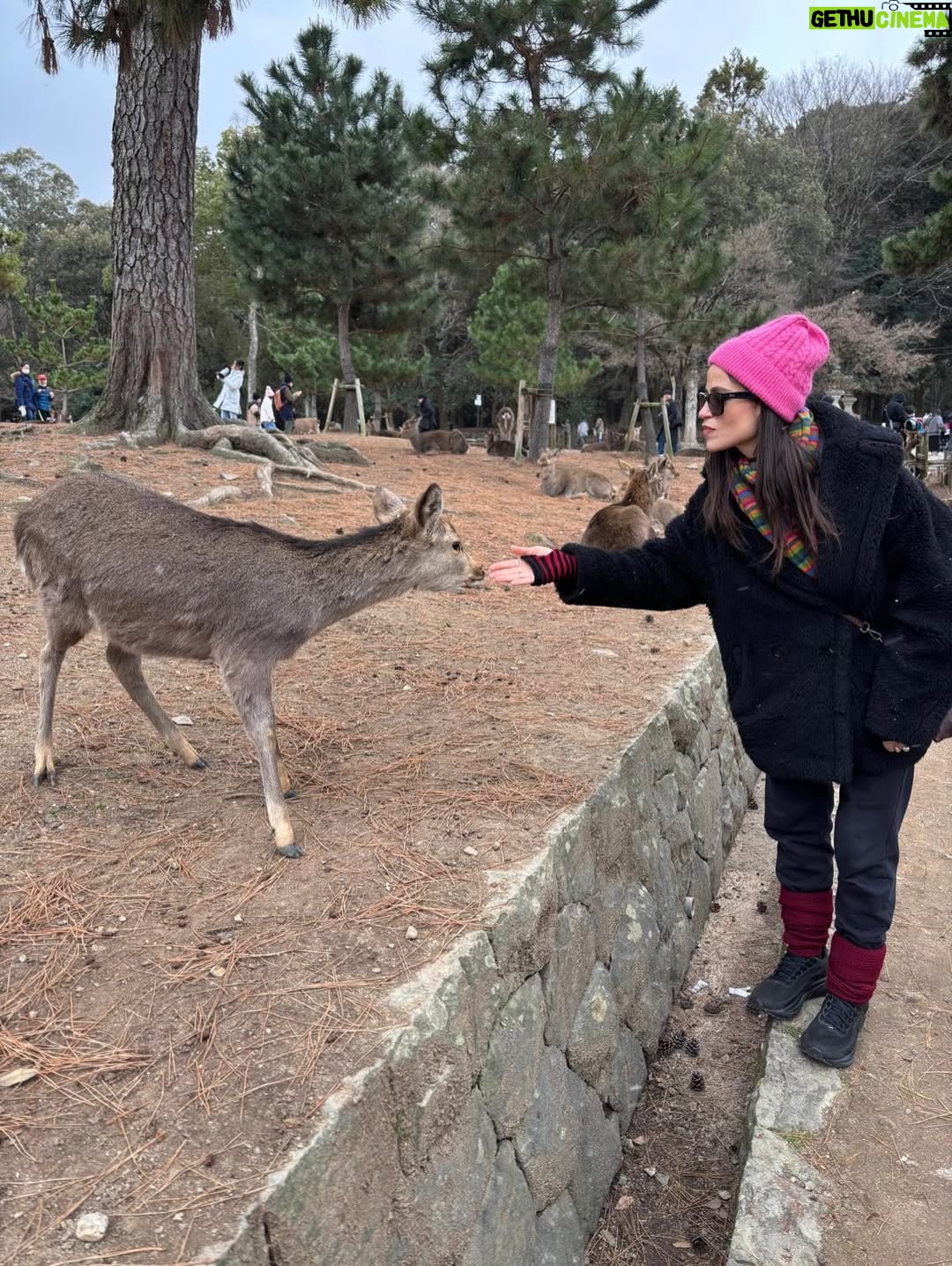 Veronica Gentili - 9.2K Likes - Oggi sono stata a Nara, antica capitale del Giappone, a mezzora di treno da Kyoto e considerata la culla della cultura giapponese. 
Purtroppo però tutto questo, nella mia gerarchia, è immediatamente passato in secondo piano di fronte agli occhioni dei cervi che passeggiano liberi a spasso per il parco e che ti vengono incontro per fare amicizia ( sí lo so che vogliono le gallette di riso, di cui chiaramente mi sono subito munita, ma d’altronde in quale amicizia non è richiesto un po’ di sano do ut des?! ). 
Nel parco ci sono 1200 esemplari sparsi che se ne vanno in giro tra la gente. Tutti i giapponesi e i turisti che sono lì per visitare il Tempio Todaji, dove pregare o ammirare il Grande Buddha, finiscono irretiti da questi Bambi che scorrazzano dappertutto, finendo quasi per dimenticarsi dove stavano andando. Io poi, che ve lo dico a fare. 
La cosa fantastica è che i piccoli seduttori hanno imparato a fare l’inchino per ringraziare, quindi, se per caso tu non ti fossi già squagliato così, ti vengono incontro e si profondono in riverenze. A breve mi aspetto che imparino anche a rispondere ‘arigatou gozaimasu’ ad ogni morso di galletta. 
Dall’interno del tempio, dai suoi 15 metri di altezza, Buddha sorride sotto i baffi e aspetta che la parentesi cervi si concluda spontaneamente. 
Pare venga da qui la proverbiale calma buddhista.