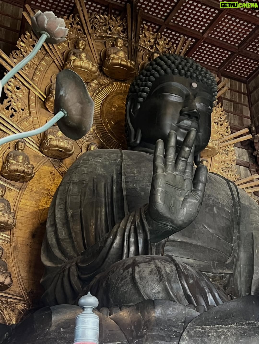 Veronica Gentili - 9.2K Likes - Oggi sono stata a Nara, antica capitale del Giappone, a mezzora di treno da Kyoto e considerata la culla della cultura giapponese. 
Purtroppo però tutto questo, nella mia gerarchia, è immediatamente passato in secondo piano di fronte agli occhioni dei cervi che passeggiano liberi a spasso per il parco e che ti vengono incontro per fare amicizia ( sí lo so che vogliono le gallette di riso, di cui chiaramente mi sono subito munita, ma d’altronde in quale amicizia non è richiesto un po’ di sano do ut des?! ). 
Nel parco ci sono 1200 esemplari sparsi che se ne vanno in giro tra la gente. Tutti i giapponesi e i turisti che sono lì per visitare il Tempio Todaji, dove pregare o ammirare il Grande Buddha, finiscono irretiti da questi Bambi che scorrazzano dappertutto, finendo quasi per dimenticarsi dove stavano andando. Io poi, che ve lo dico a fare. 
La cosa fantastica è che i piccoli seduttori hanno imparato a fare l’inchino per ringraziare, quindi, se per caso tu non ti fossi già squagliato così, ti vengono incontro e si profondono in riverenze. A breve mi aspetto che imparino anche a rispondere ‘arigatou gozaimasu’ ad ogni morso di galletta. 
Dall’interno del tempio, dai suoi 15 metri di altezza, Buddha sorride sotto i baffi e aspetta che la parentesi cervi si concluda spontaneamente. 
Pare venga da qui la proverbiale calma buddhista.