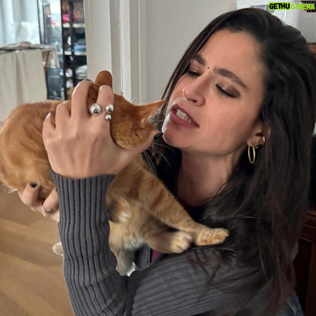 Veronica Gentili - 9.5K Likes - Questo è quello che succede ad un’inguaribile ottimista che dopo cinque anni ancora crede di potersi fare una foto con Palmiro. 
(Nessun gatto è stato maltrattato per la NON realizzazione di queste foto. Non si può affermare altrettanto dell’incauta genitrice)