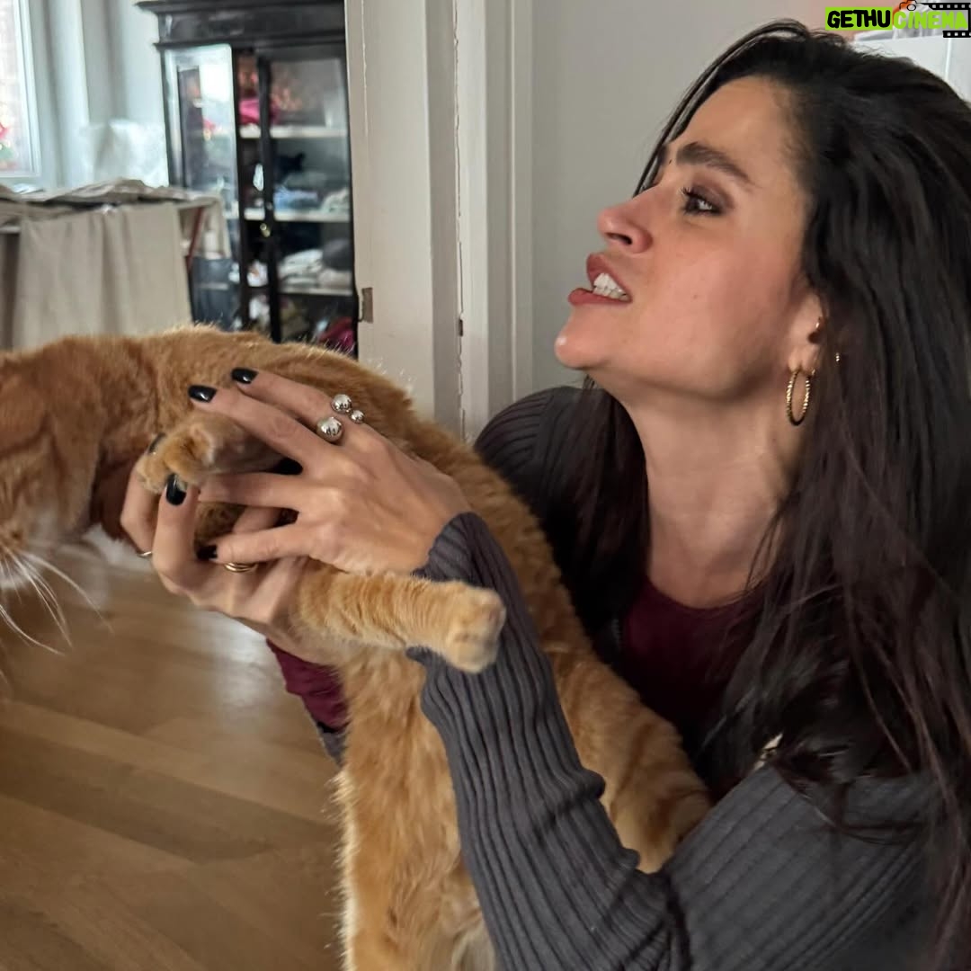Veronica Gentili - 9.5K Likes - Questo è quello che succede ad un’inguaribile ottimista che dopo cinque anni ancora crede di potersi fare una foto con Palmiro. 
(Nessun gatto è stato maltrattato per la NON realizzazione di queste foto. Non si può affermare altrettanto dell’incauta genitrice)