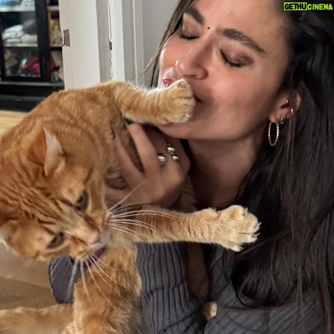 Veronica Gentili - 9.5K Likes - Questo è quello che succede ad un’inguaribile ottimista che dopo cinque anni ancora crede di potersi fare una foto con Palmiro. 
(Nessun gatto è stato maltrattato per la NON realizzazione di queste foto. Non si può affermare altrettanto dell’incauta genitrice)