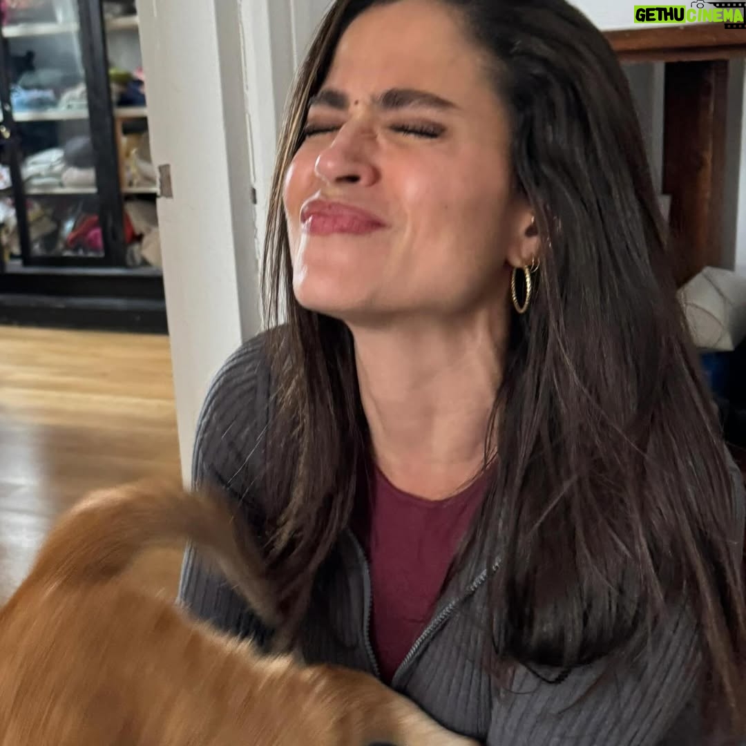 Veronica Gentili - 9.5K Likes - Questo è quello che succede ad un’inguaribile ottimista che dopo cinque anni ancora crede di potersi fare una foto con Palmiro. 
(Nessun gatto è stato maltrattato per la NON realizzazione di queste foto. Non si può affermare altrettanto dell’incauta genitrice)