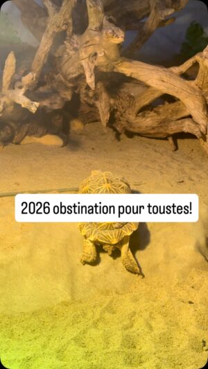 Virginie Hocq Instagram -