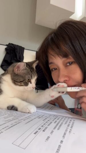 Vivi Lee Instagram - 有需要伴讀本貓貓嗎～