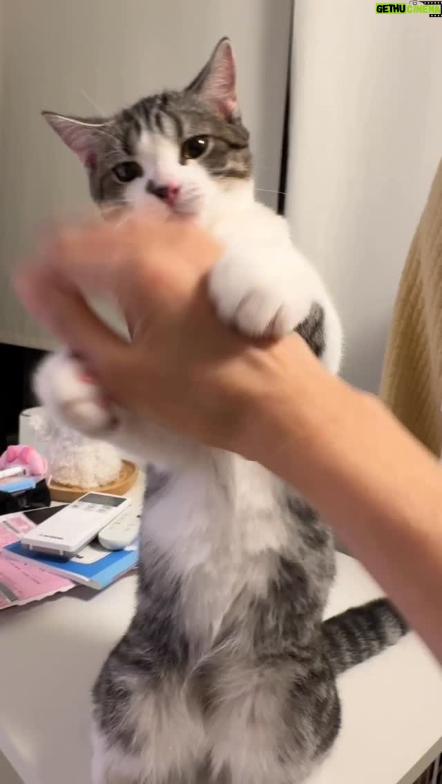 Vivi Lee - 1.4K Likes - 喵飛鴻😆