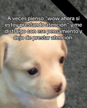 Wendy Ramos Instagram - Los memes prometidos 🤓
#SíSoy todos, menos el 6 🤭