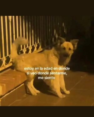 Wendy Ramos Instagram - Este año me he reído mucho con los memes que iba encontrando y compartiendo con ustedes en mis historias 😁
Hoy quería subir 20… pero terminé escogiendo 32🤭
Así que pensé subir 16 hoy y 16 el sábado, ¿ya? (mañana subo algo especial)♥️
Un poco de risa siempre viene bien, besos para todos 🤗
Háganse un año maravilloso ♥️