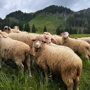 Wiktoria Gąsiewska Instagram - Powrót z Afryki do mojej rzeczywistości, szybki wypad w Tatry, wesele i dużo pracy… 
Każda podróż jest piękna, ale kocham wracać do domu, do moich ludzi ♥️ #homesweethome