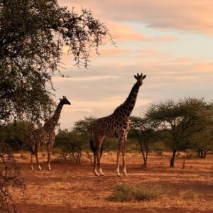 Wiktoria Gąsiewska Instagram - Start za nami! Teraz pełna koncentracja. 
Przed nami kolejne wyzwania – lecimy dalej…Bez odbioru. 🇹🇿🦒🐘☀️